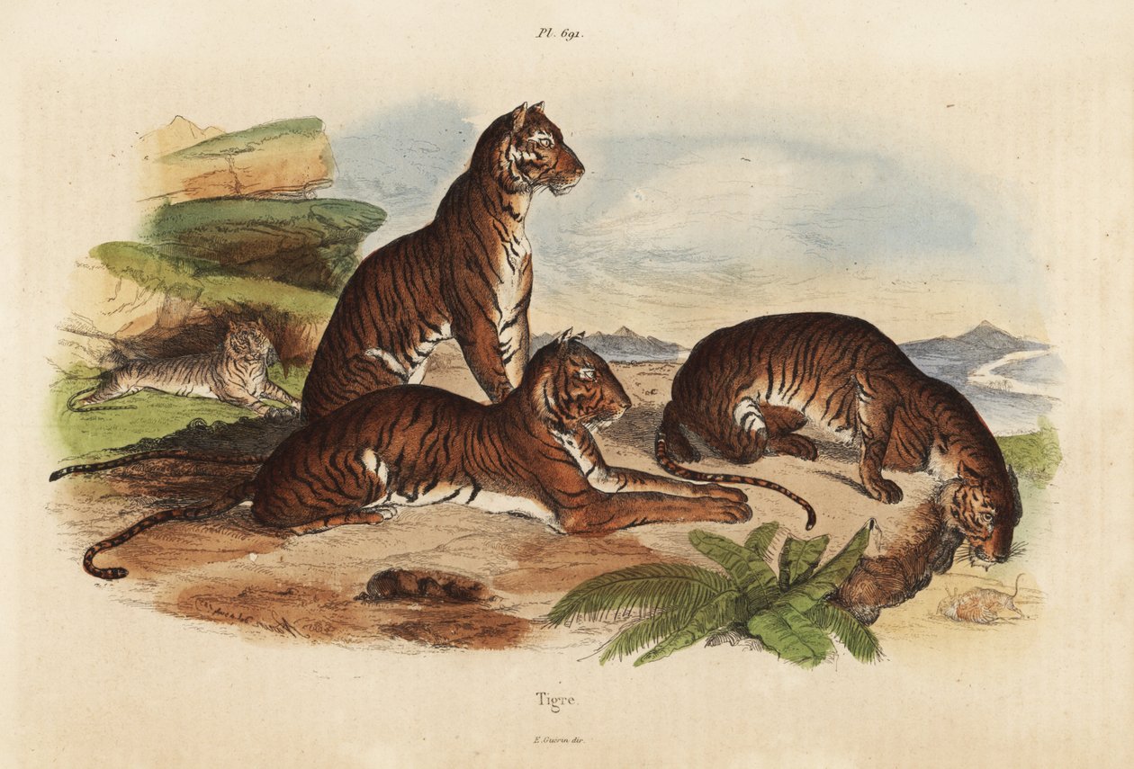 Tijgers, Panthera tigris, bedreigd door Unbekannt