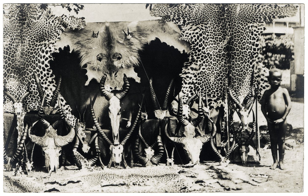 Trofeeën, ca. 1910 door Unbekannter Künstler