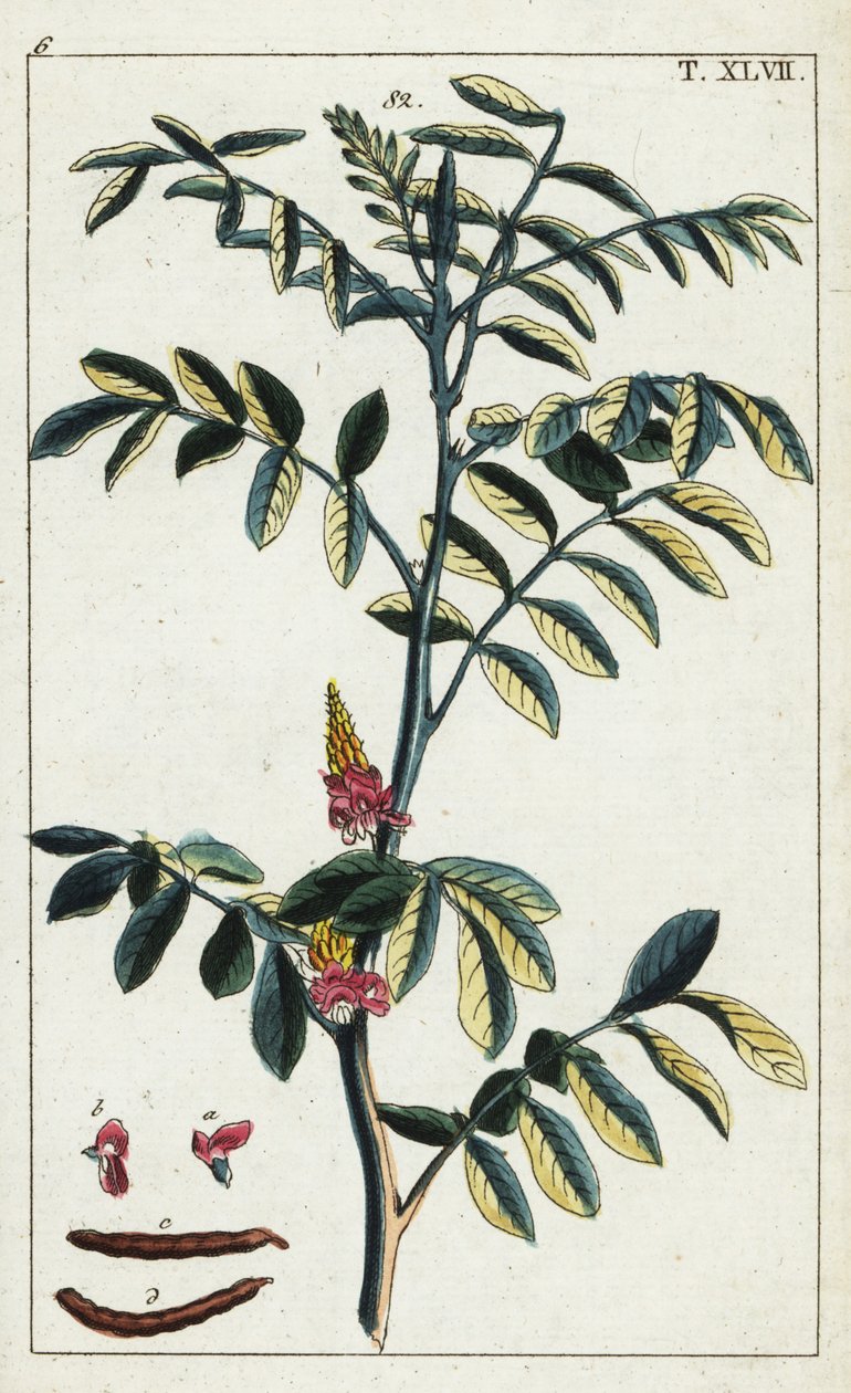 Indigofera tinctoria door Unbekannter Künstler