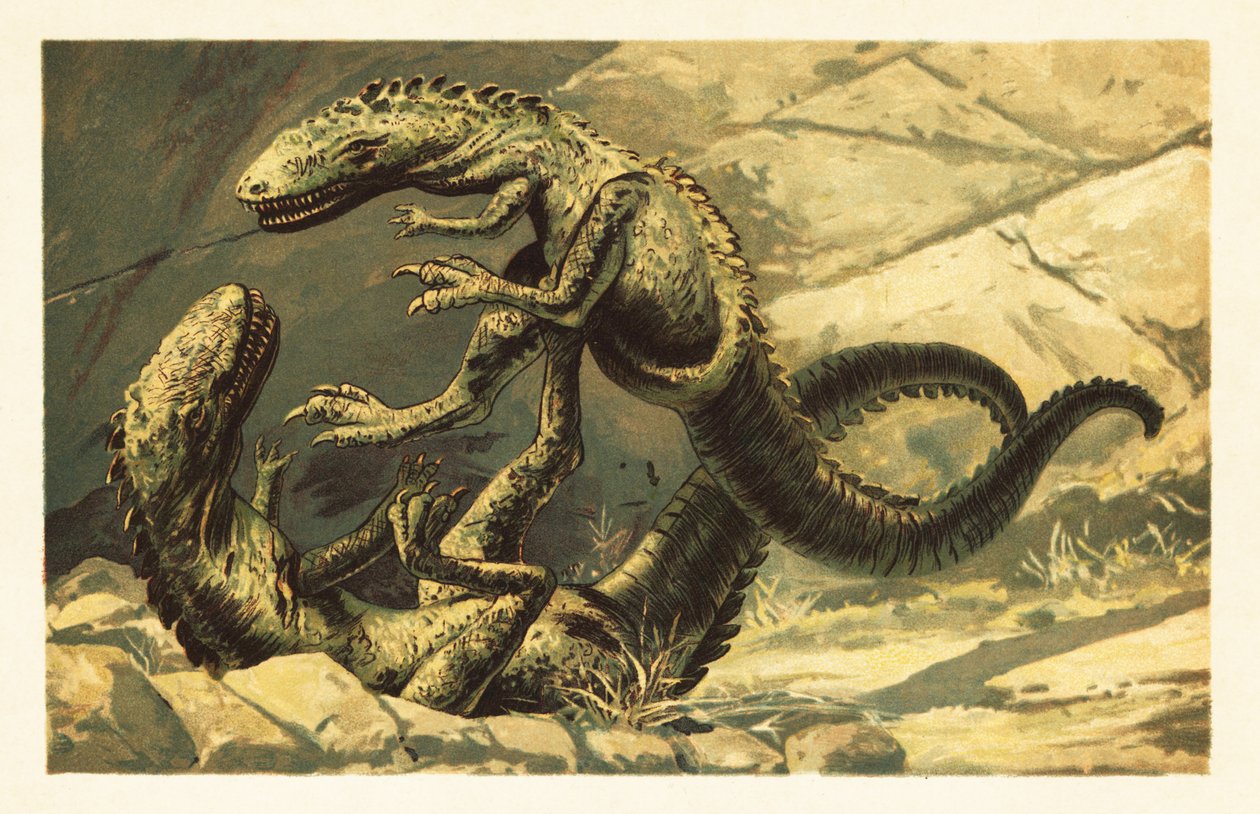 Twee vechtende Dryptosaurus aquilunguis. 1908 (lithografie) door Unbekannter Künstler