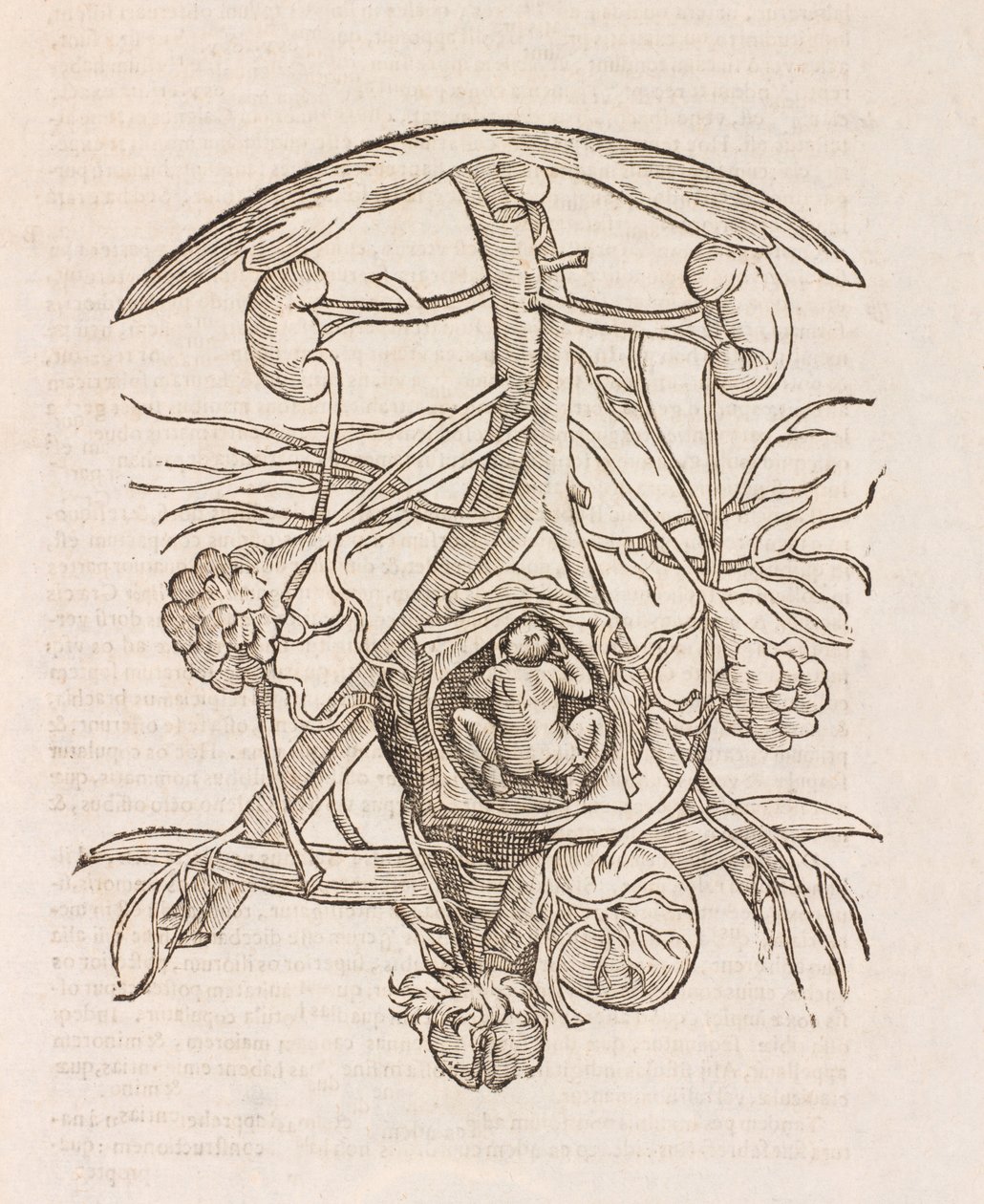 Uterus met een foetus door Unbekannt