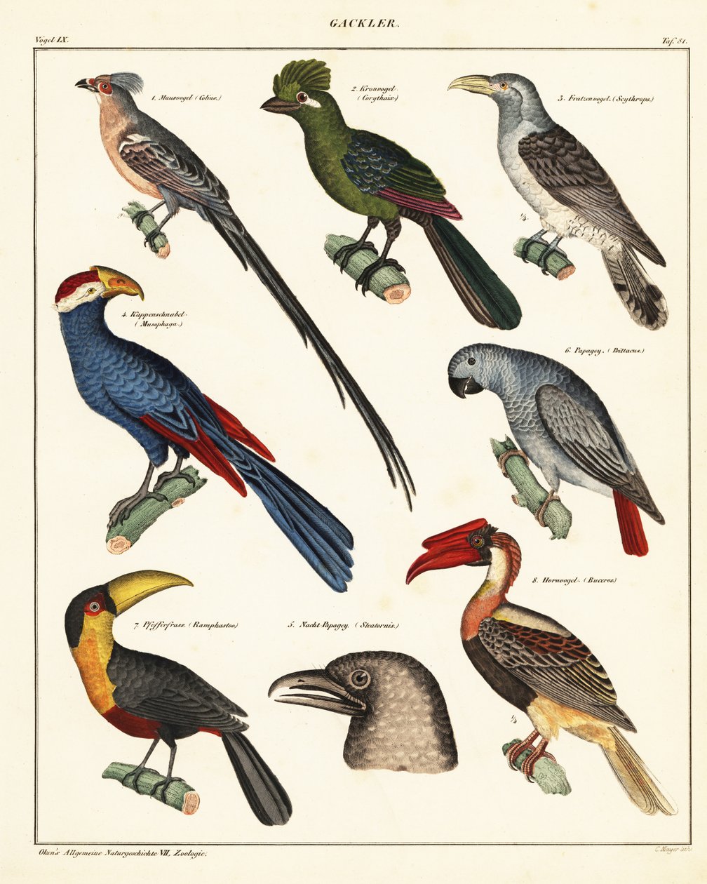 Verscheidenheid aan vogels (lithografie) door Unbekannter Künstler