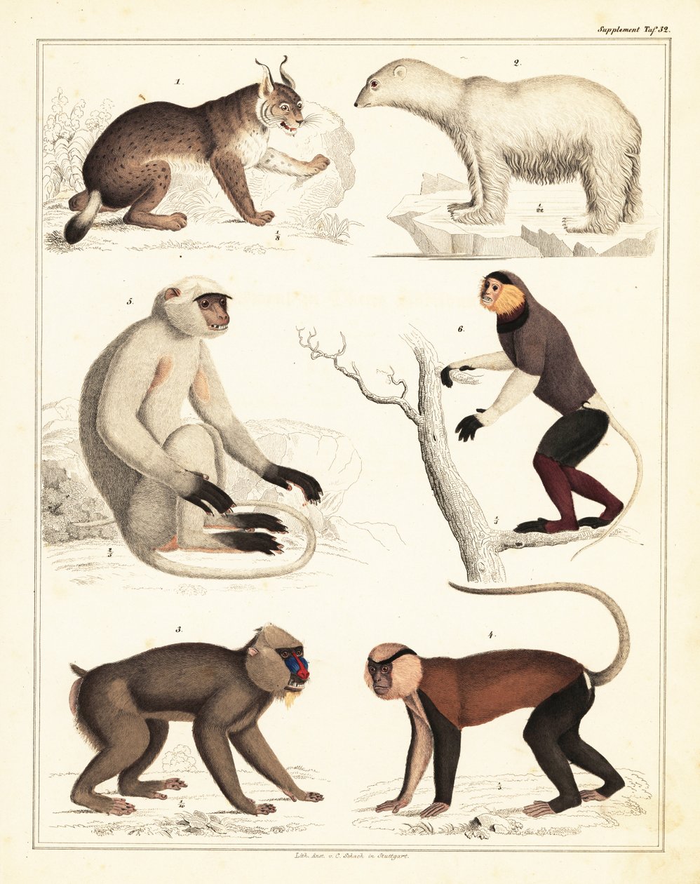 Variëteiten van zoogdieren, 1842 (lithografie) door Unbekannter Künstler