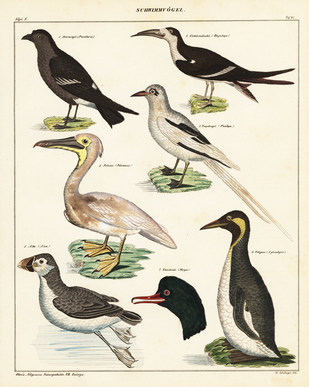 Verscheidenheid aan zeevogels (lithografie) door Unbekannter Künstler
