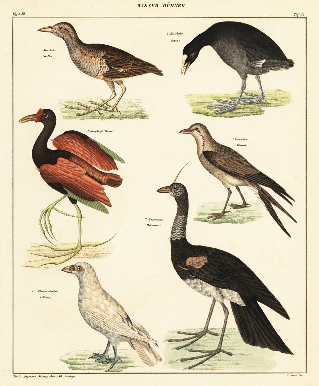 Verscheidenheid aan watervogels (lithografie) door Unbekannter Künstler