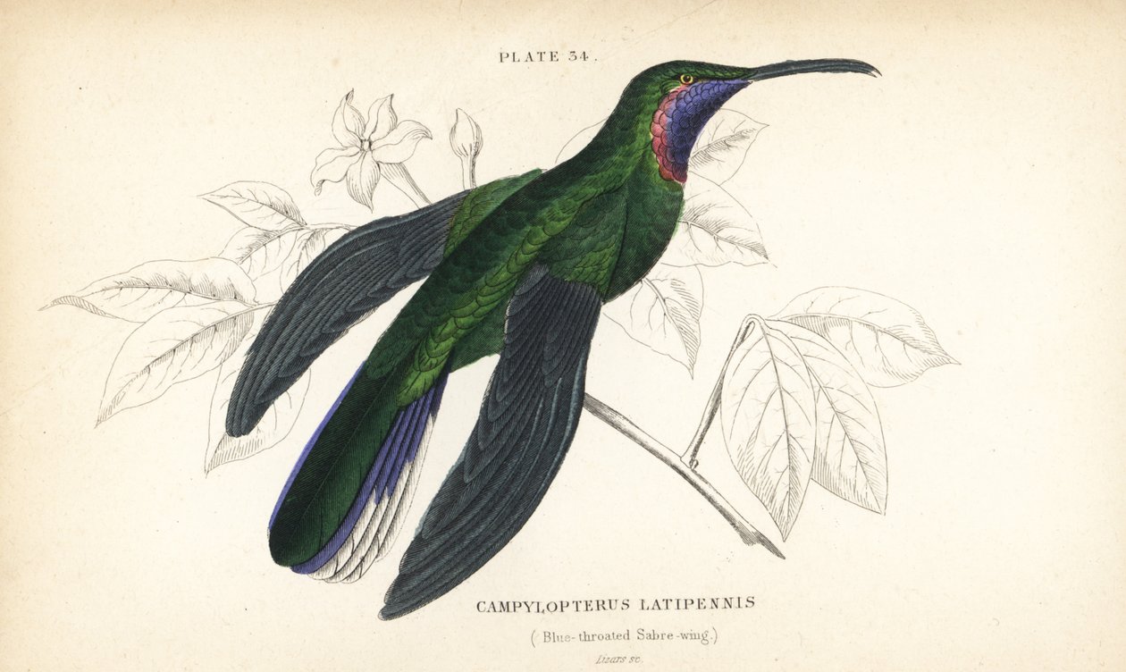 Witstaart sabelvleugel, Campylopterus ensipennis (Blauwkeel sabelvleugel, Trochilus latipennis) - William Jardine