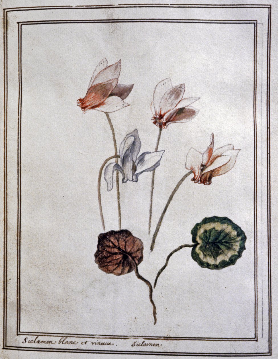 Witte cyclamen door Unbekannter Künstler