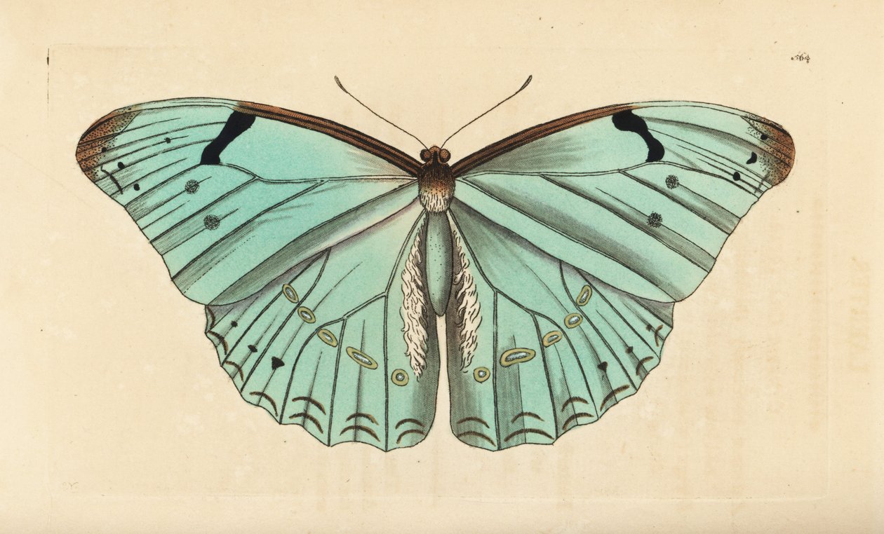 Witte Morpho, Morpho laertes door Unbekannt
