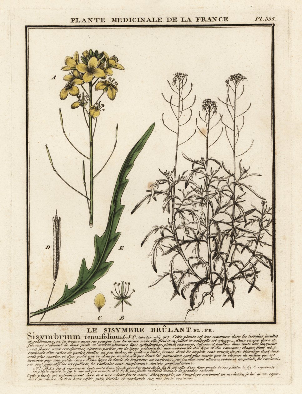 Wilde Rucola, Diplotaxis tenuifolia door Unbekannter Künstler