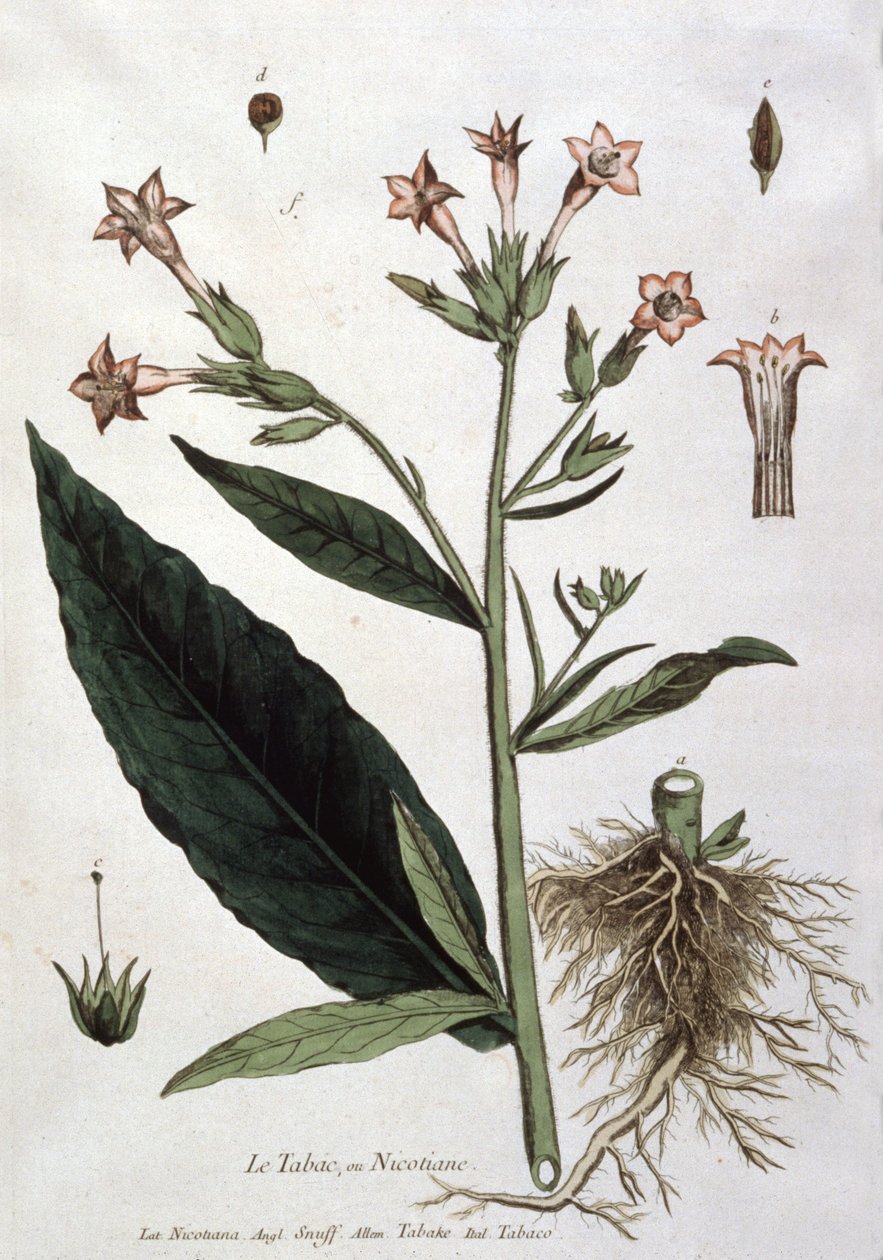 Jonge tabaksplant, begin 19e eeuw (lithografie) door Unbekannter Künstler