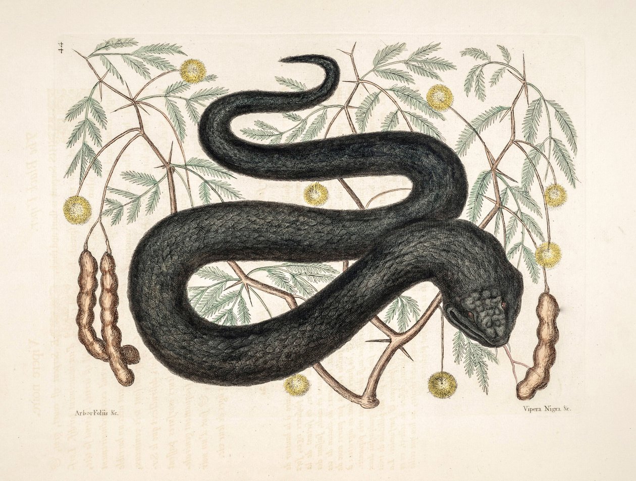 Dierentuin illustratie/Vipera nigra/Zwarte adder door Unbekannter Künstler