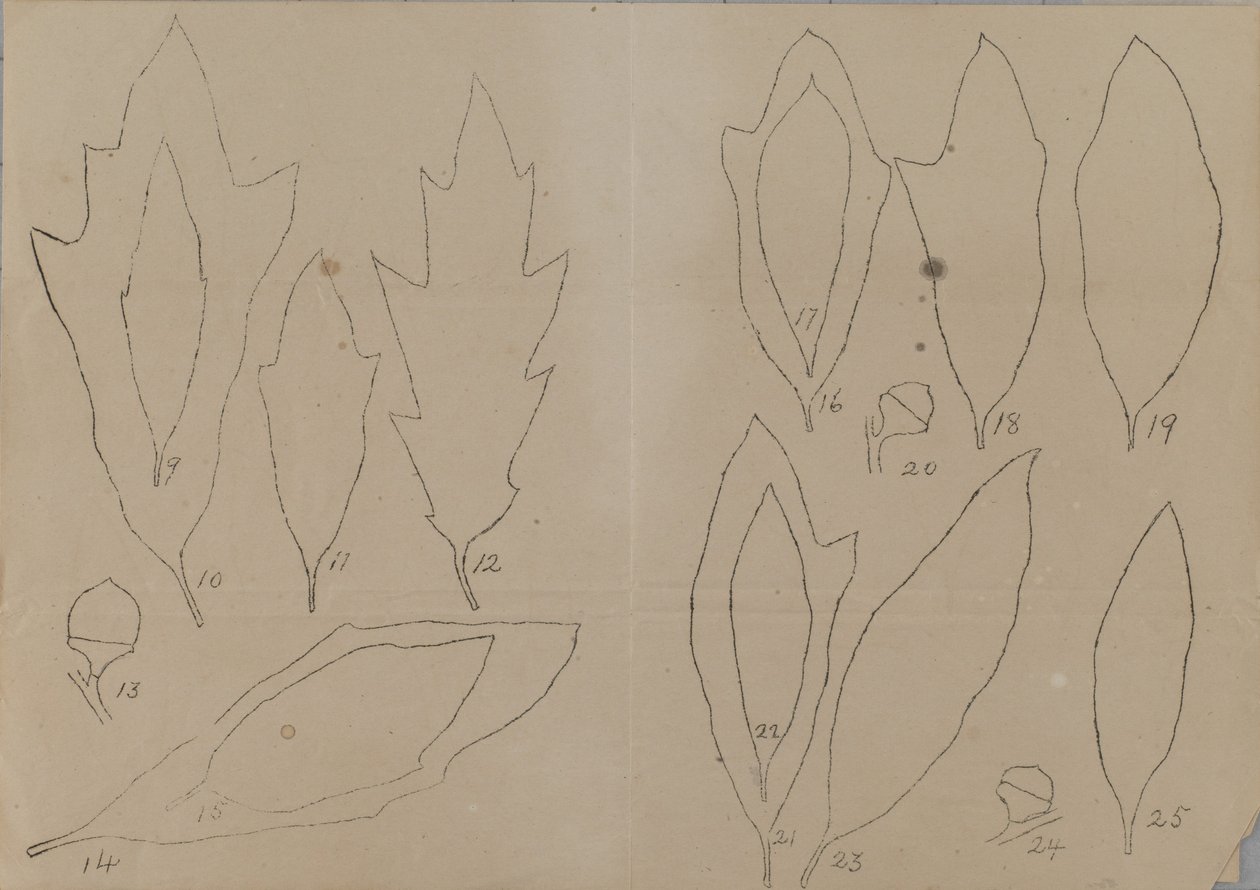 Studie van bladvormen door Unidentified