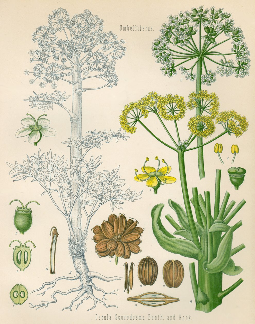 Afbeelding van Ferula assa-foetida door Unknown