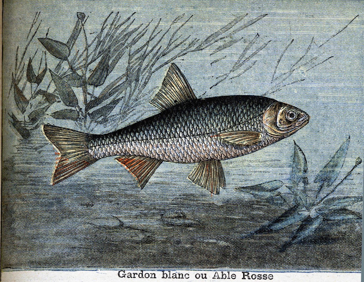 Roach wit of able rosse door Unknown artist