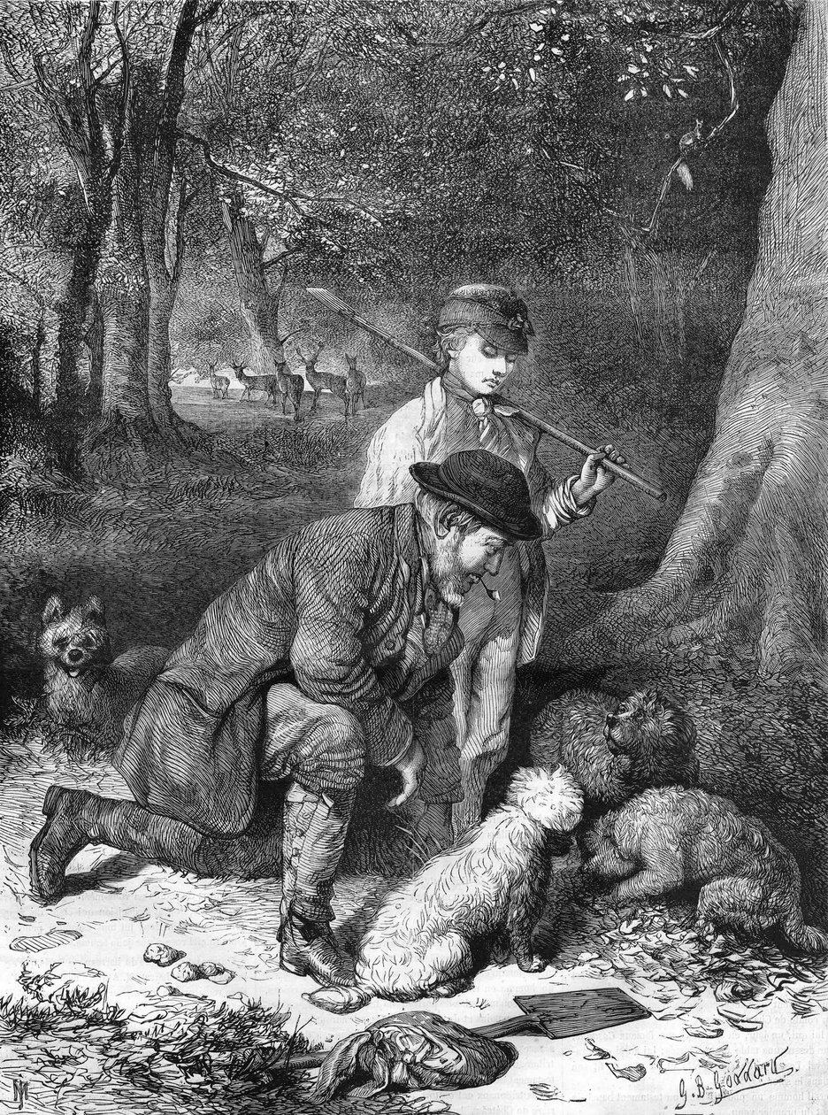 De truffels. Gravure uit 1870. door Unknown artist