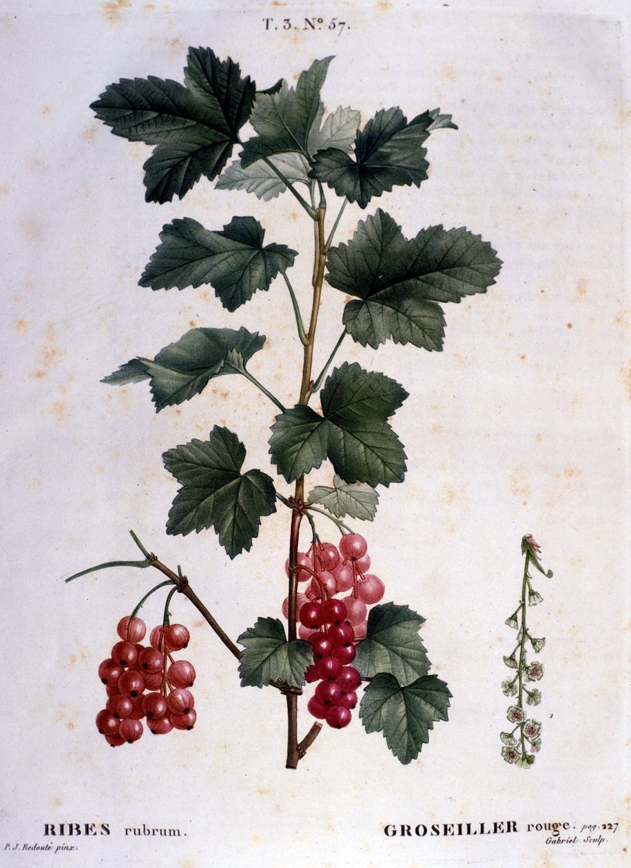 Een kruisbes: 19e-eeuwse botanische plaat. door Unknown artist