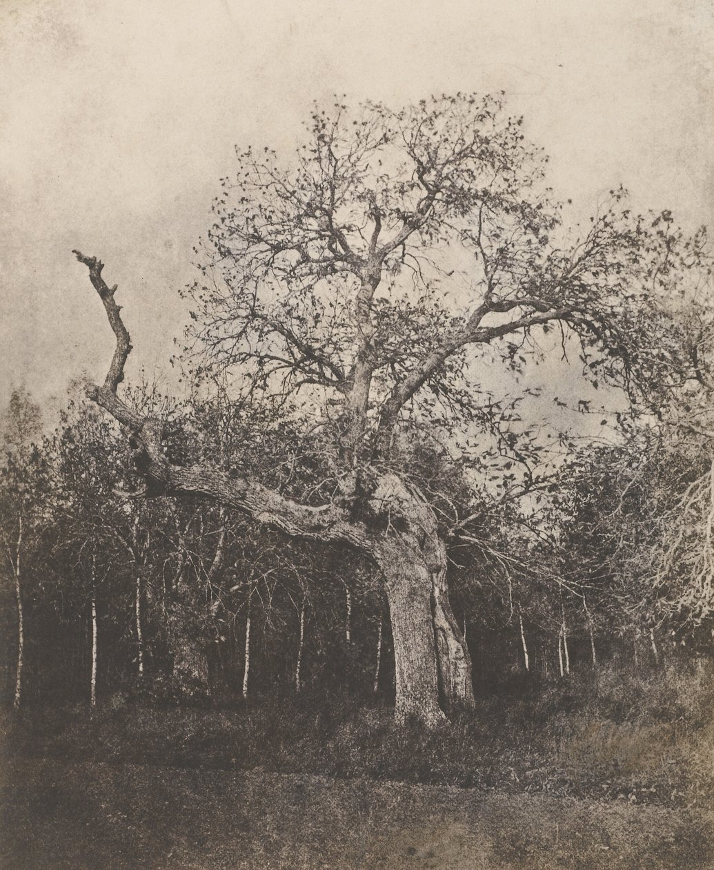 [Kromme boom met dunne bladeren]. door Unknown artist