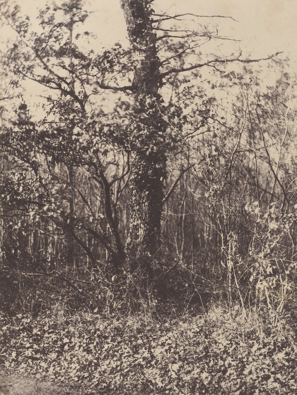 [Boslandschap] / [Taillis]. door Unknown artist
