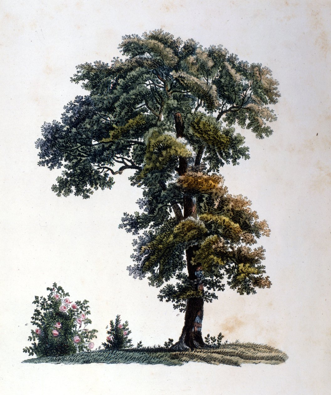Eik. Gravure begin 19e eeuw door Unknown artist