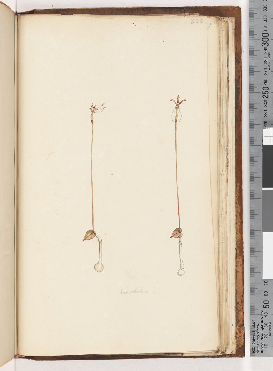 Pagina 220. Enochelus? door Unknown