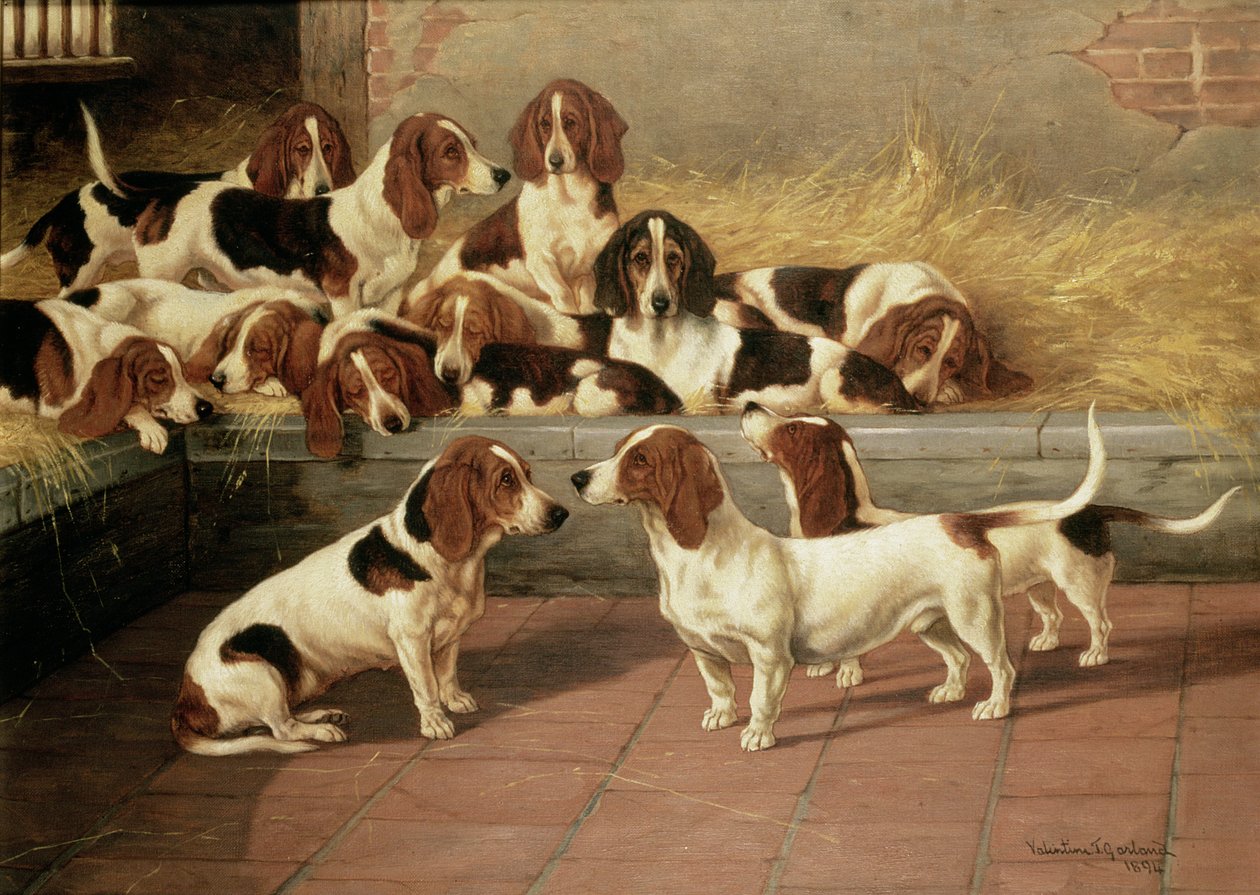 Basset Hounds in een Kennel, 1894 door Valentine Thomas Garland