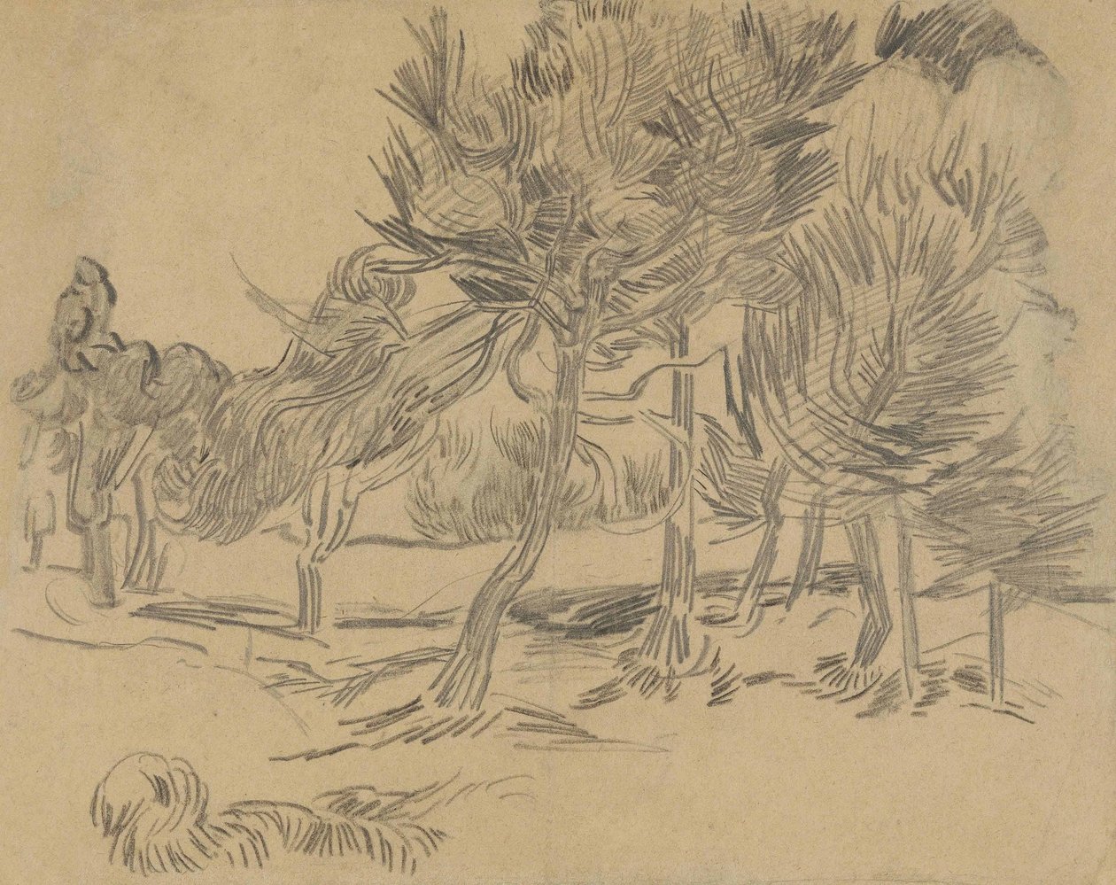 Een Groep Pijnbomen door Vincent van Gogh