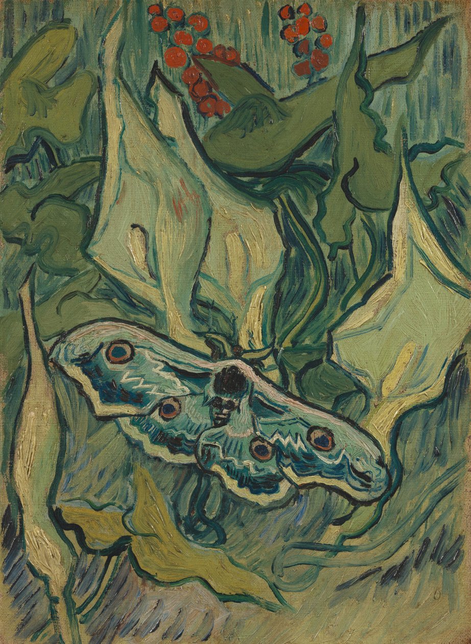 Doodshoofdvlinder op aronskelk door Vincent van Gogh