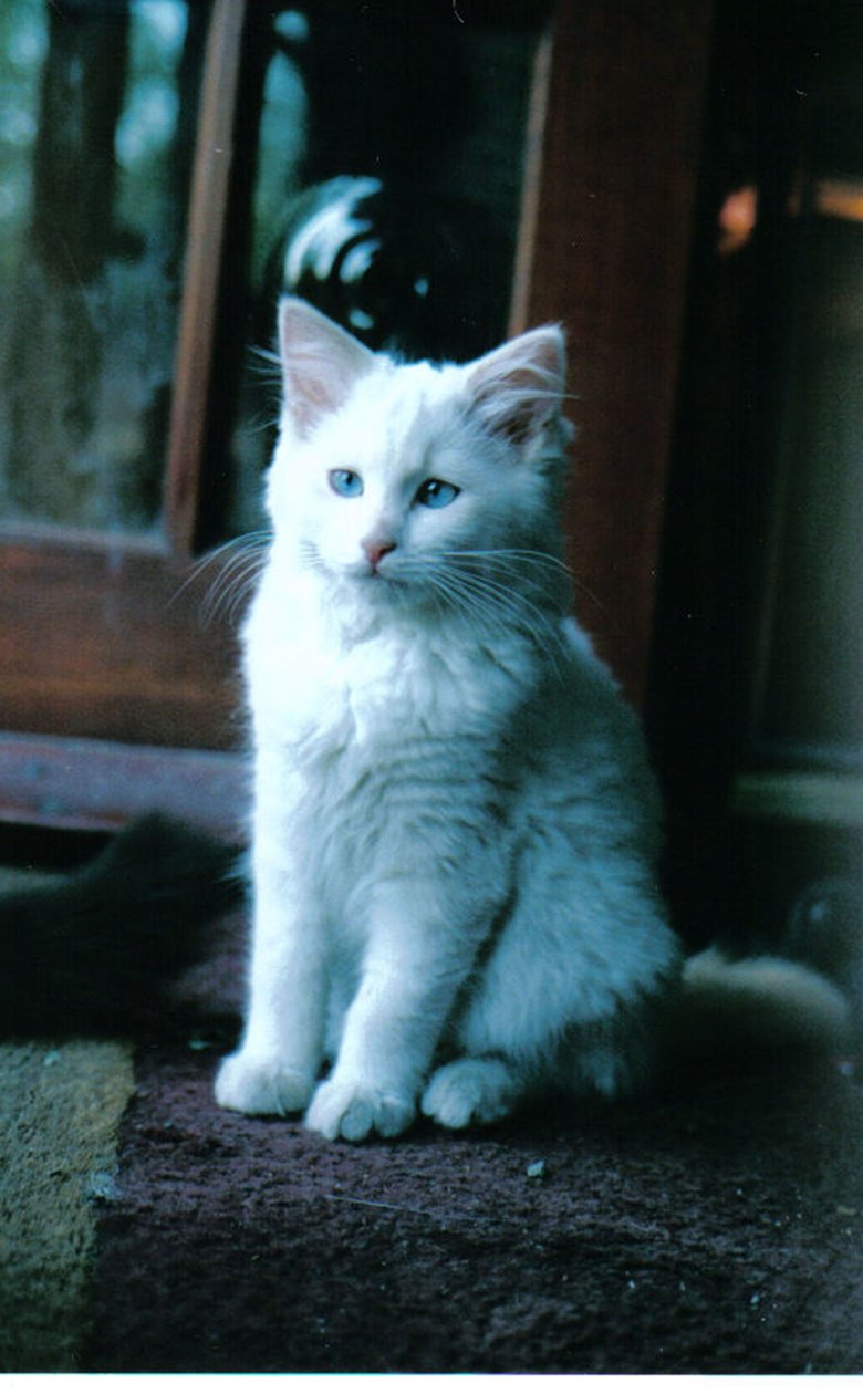 IJs kitten, 2006 door Vincent Alexander Booth