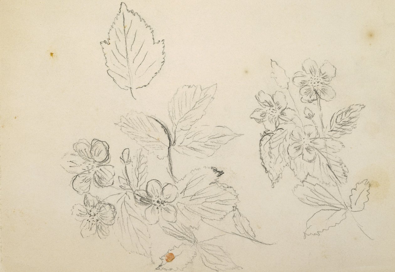 Recto: Bloemenstudie, 1869-1871 door Vincent Colyer