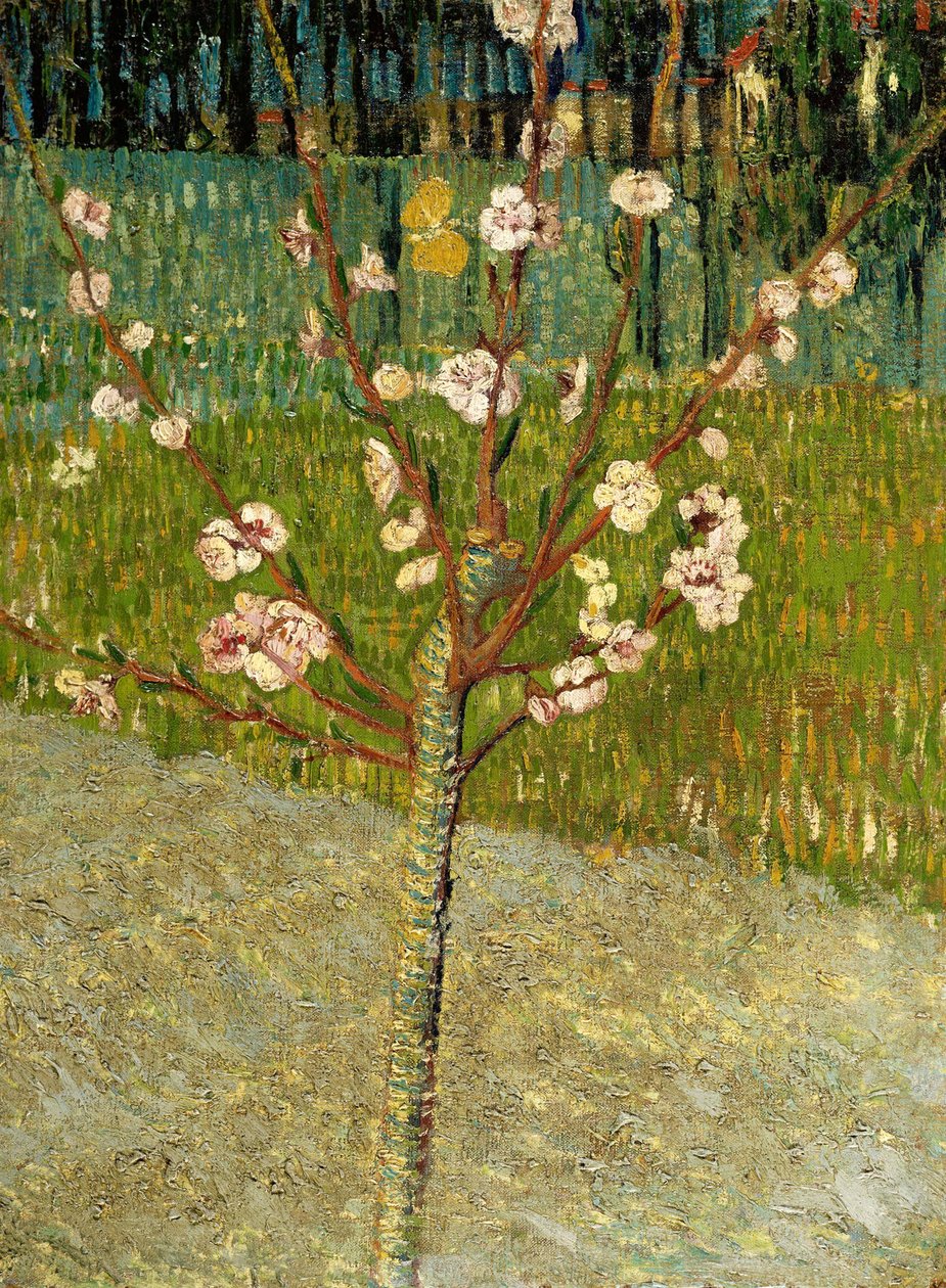 Amandelboom in bloei, 1888 door Vincent van Gogh
