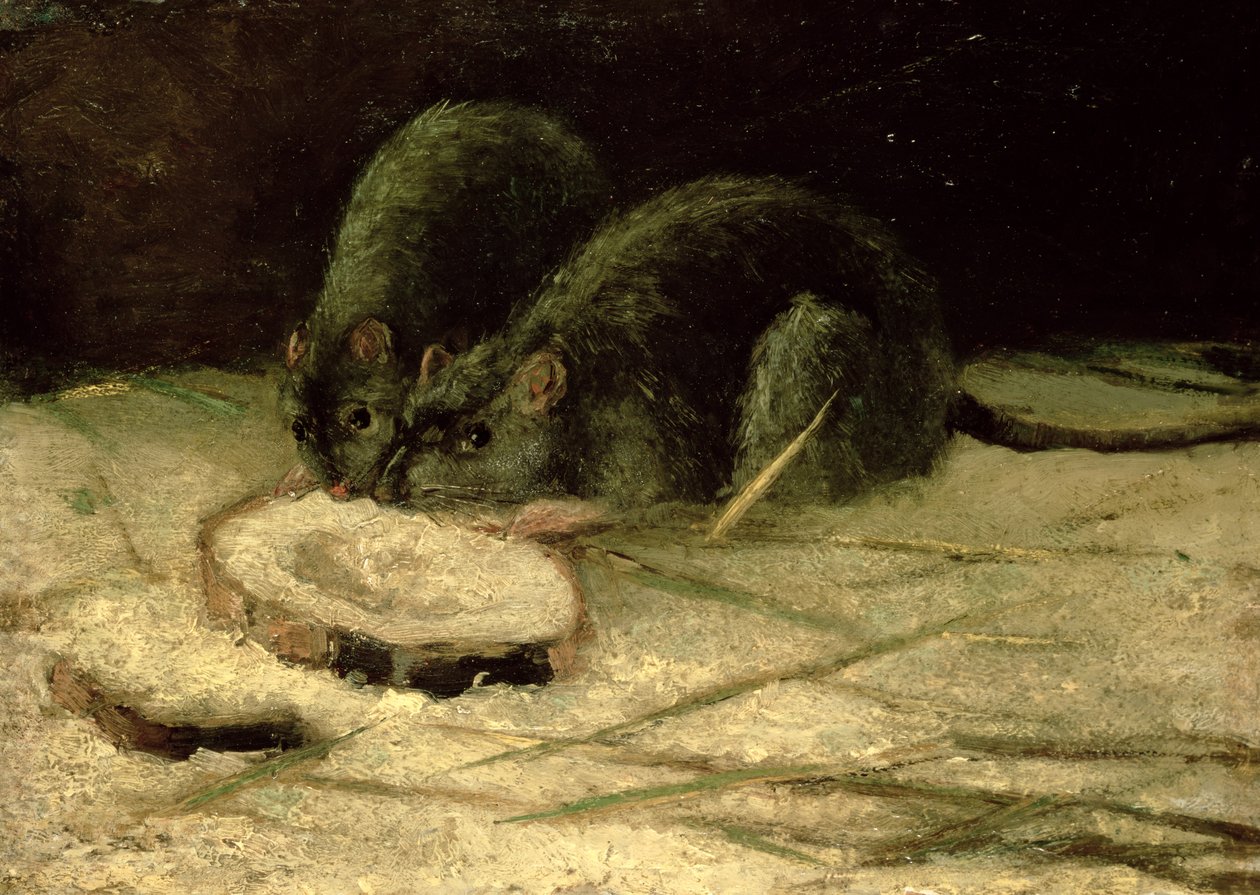 Twee ratten, ca. 1884 door Vincent van Gogh