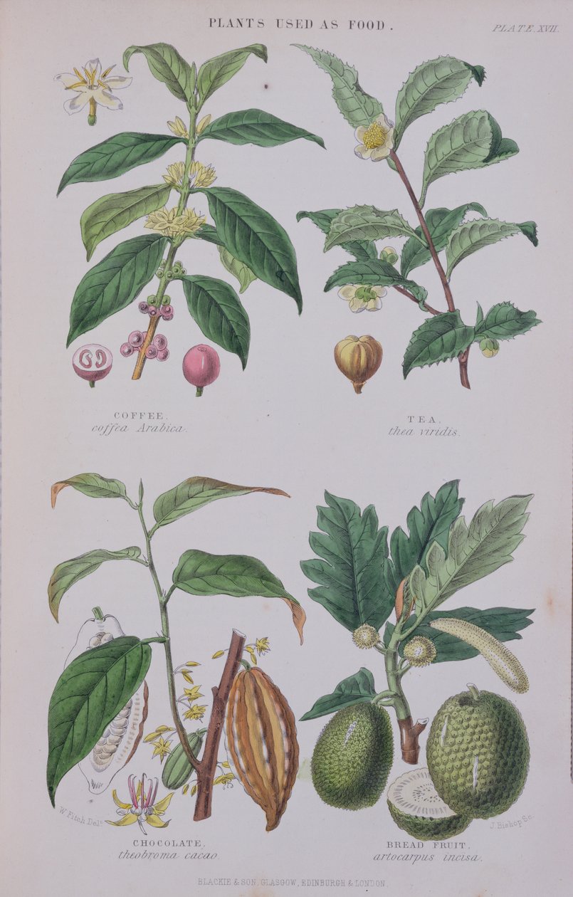 Koffie, Thee, Chocolade en Broodvrucht, plaat uit een botanische studie, gegraveerd door J. Bishop, 1872 door W.H. Fitch
