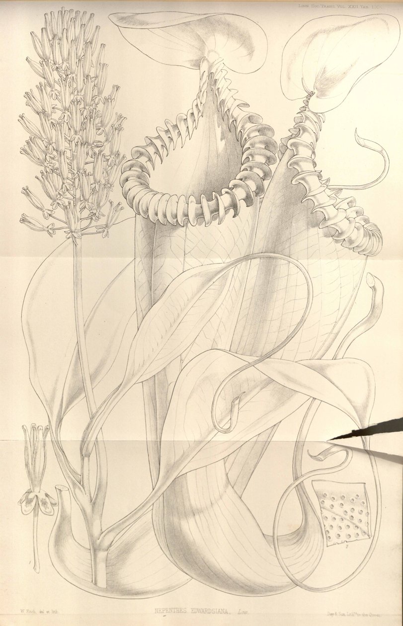 Nepenthes edwardsiana uit Transactions of the Linnean Society of London, vol. 22 door W.H. Fitch