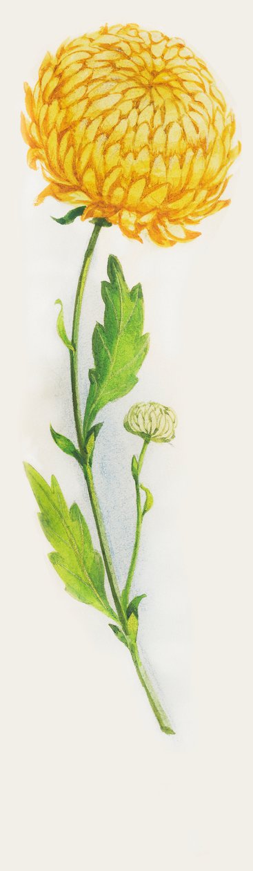 Chrysant bloem, tekening door John Ward Dunsmore