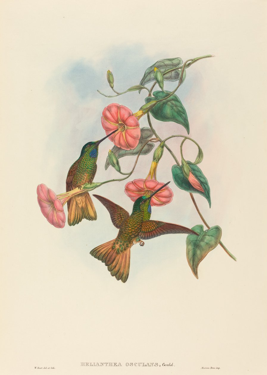 Helianthea osculans (Buff-tailed Star-Frontlet) door W. Hart