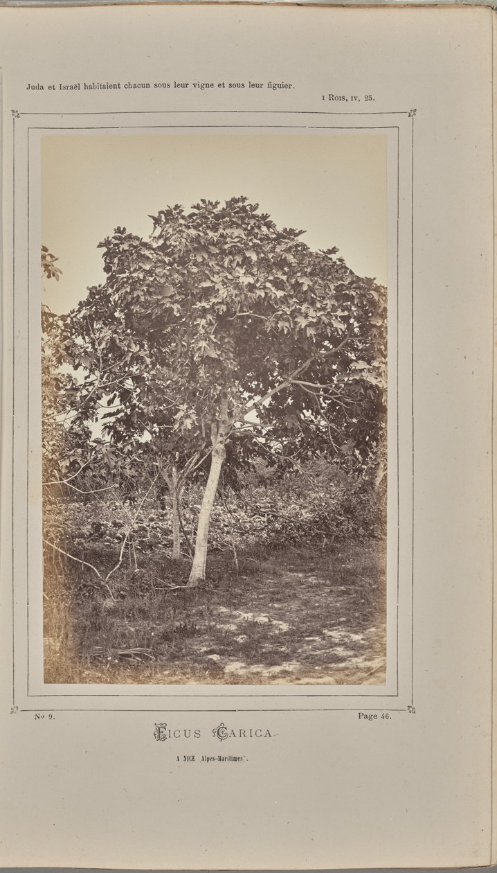 Ficus carica, in Nice (Alpes-Maritimes) door W. de Bray