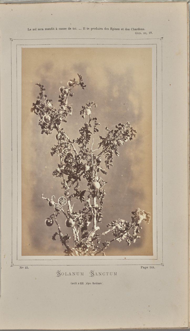 Solanum sanctum, cuelli bij Èze (Alpes-Maritimes) door W. de Bray