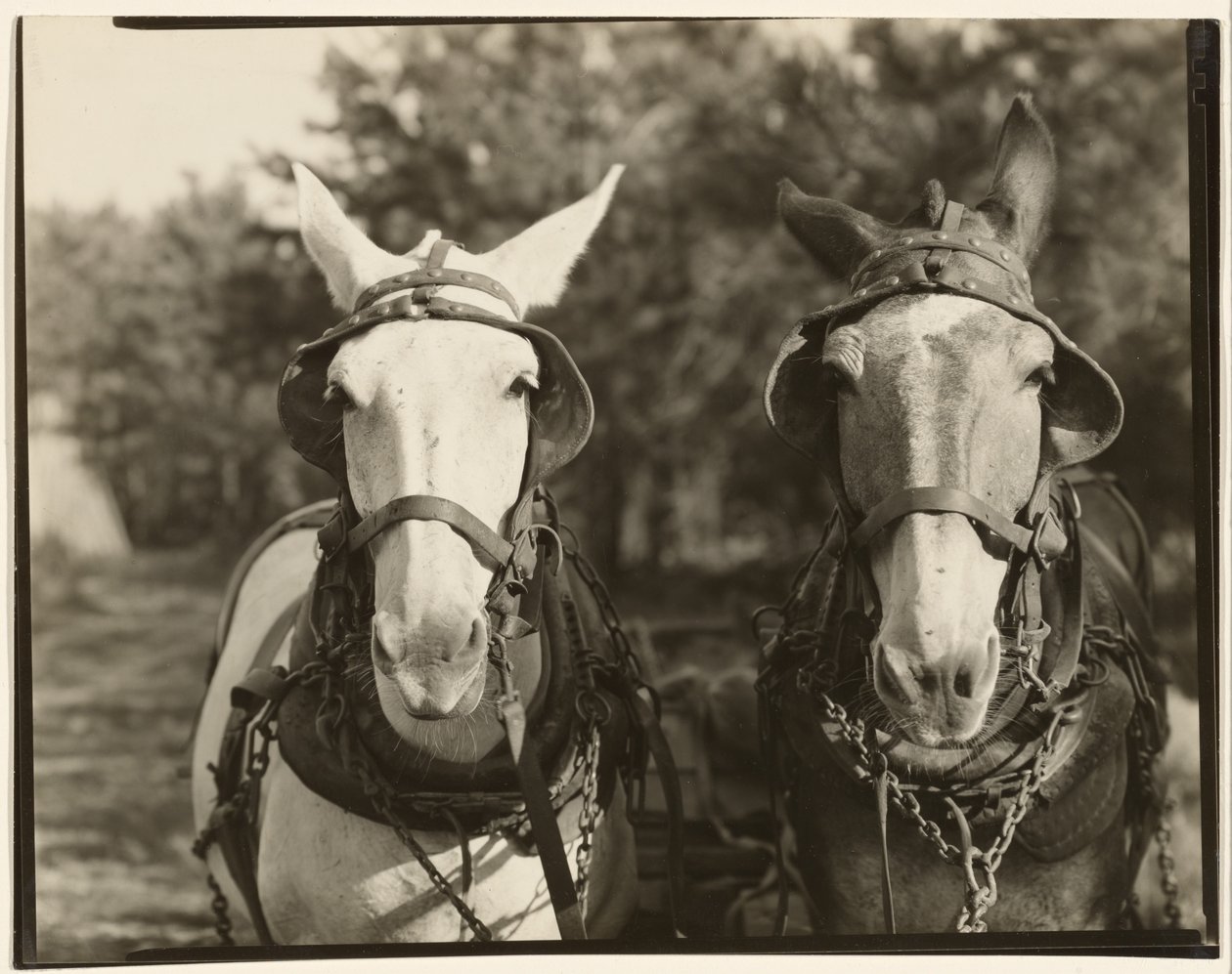 [Two Mules, Hale County, Alabama]. door Walker Evans