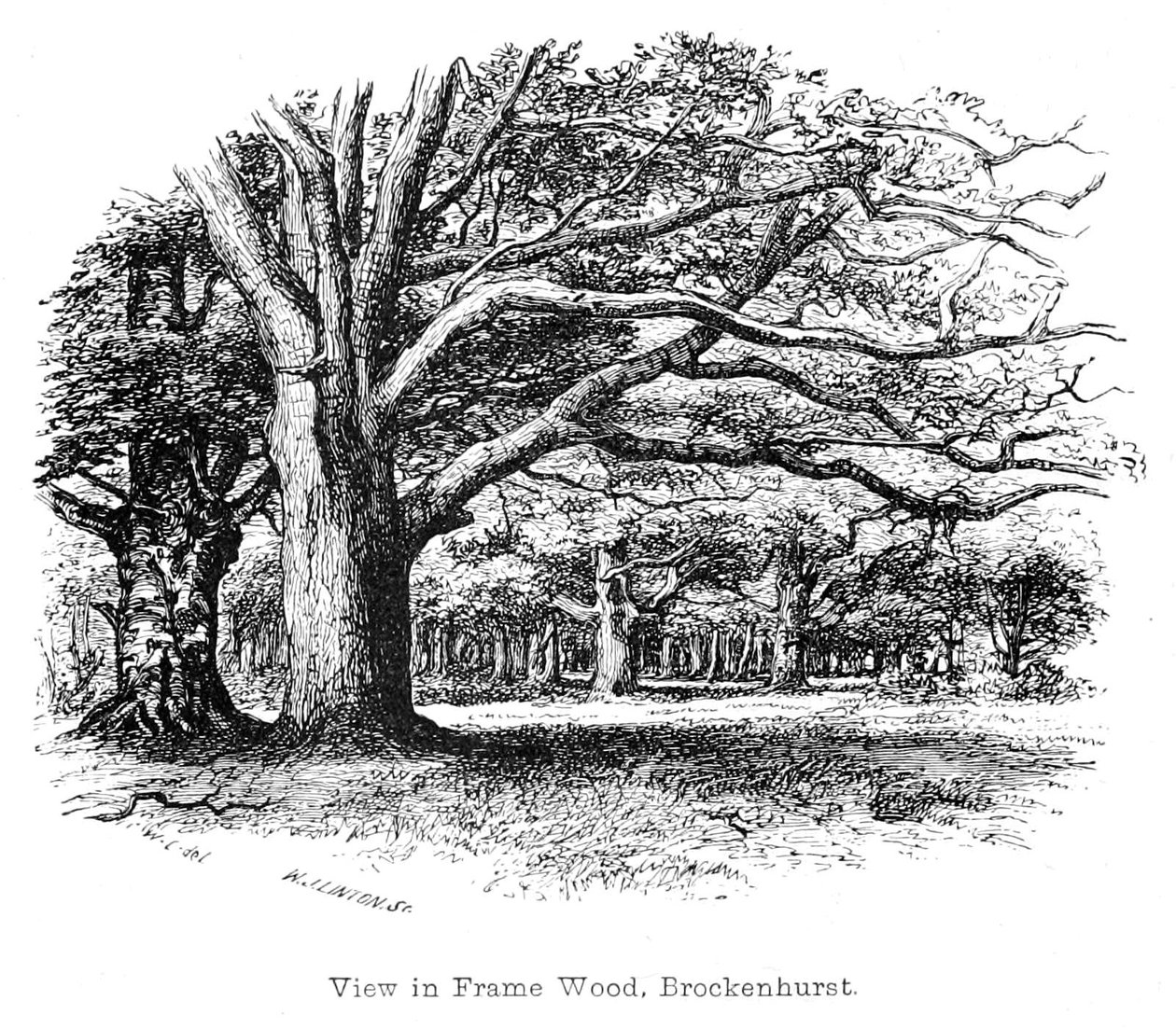 Uitzicht in Frame Bos, Brockenhurst door Walter Crane