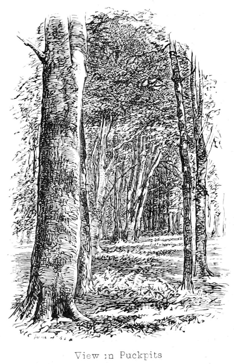 Uitzicht in Puckpits Bos door Walter Crane