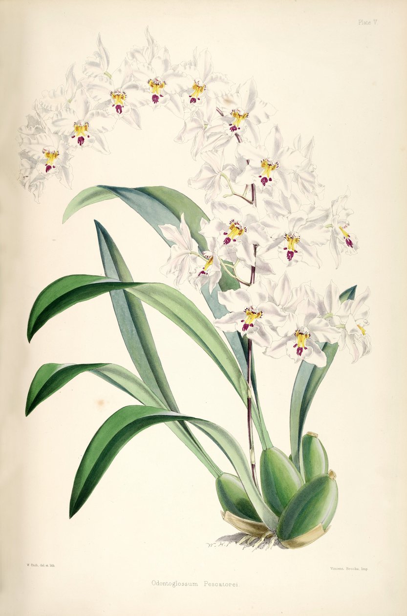 Illustratie van Odontoglossum nobile (als syn. Odontoglossum pescatorei) door James Bateman