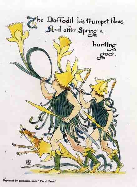 Narcis Trompet Blaast, uit Flora