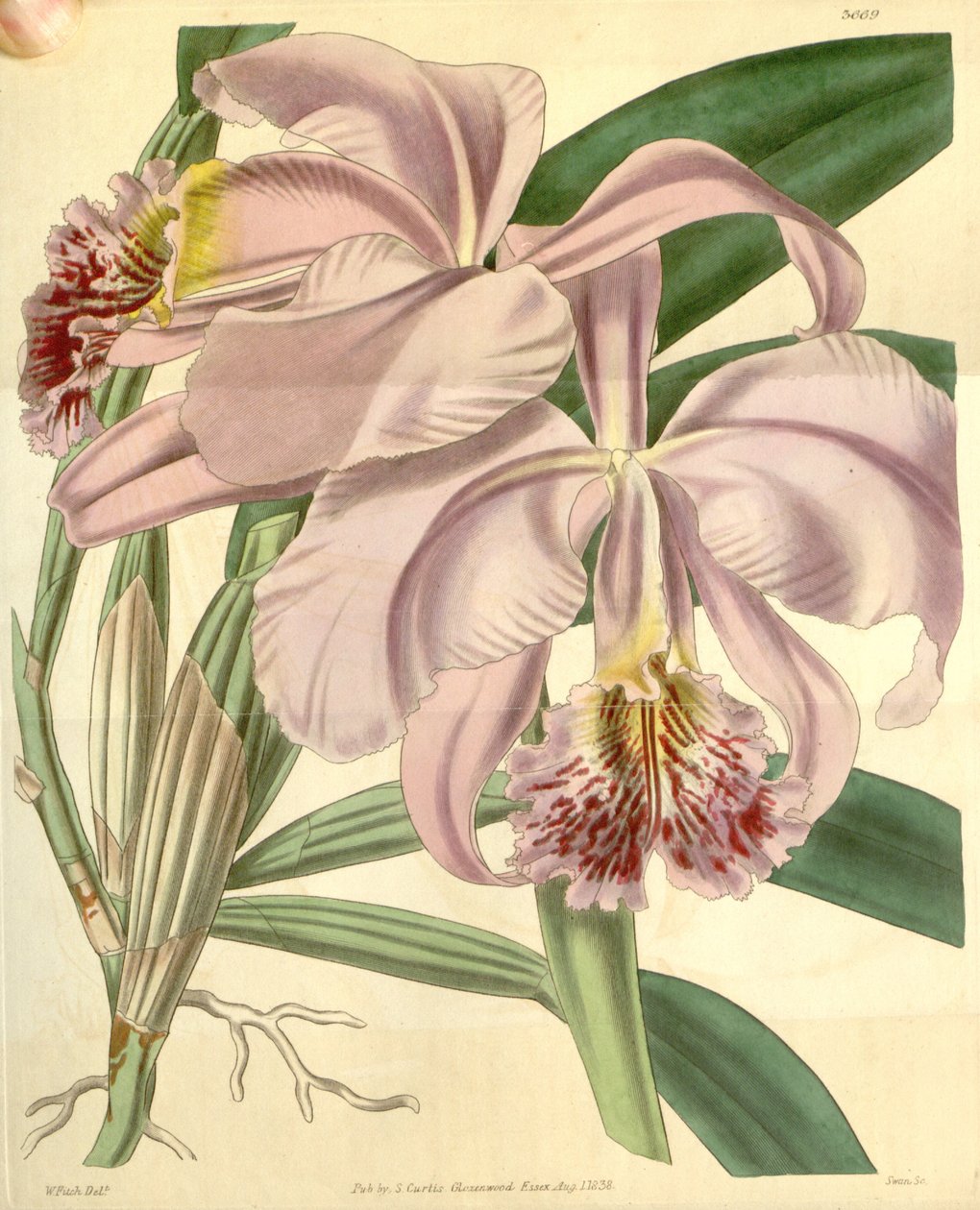 Cattleya mossiae door Walter Hood Fitch