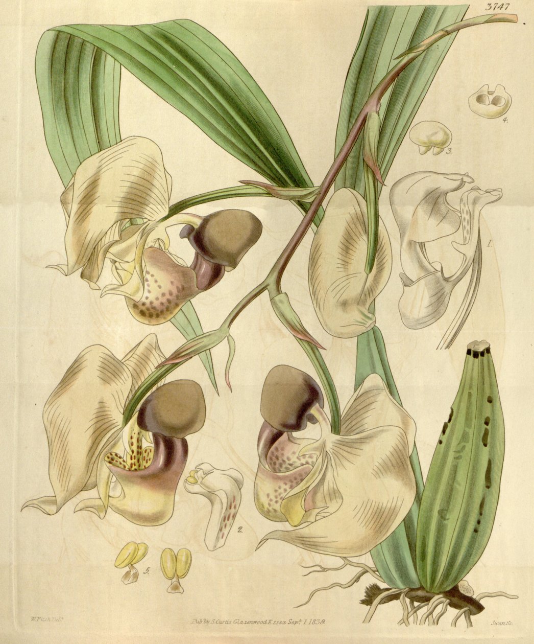 Coryanthes maculata door Walter Hood Fitch