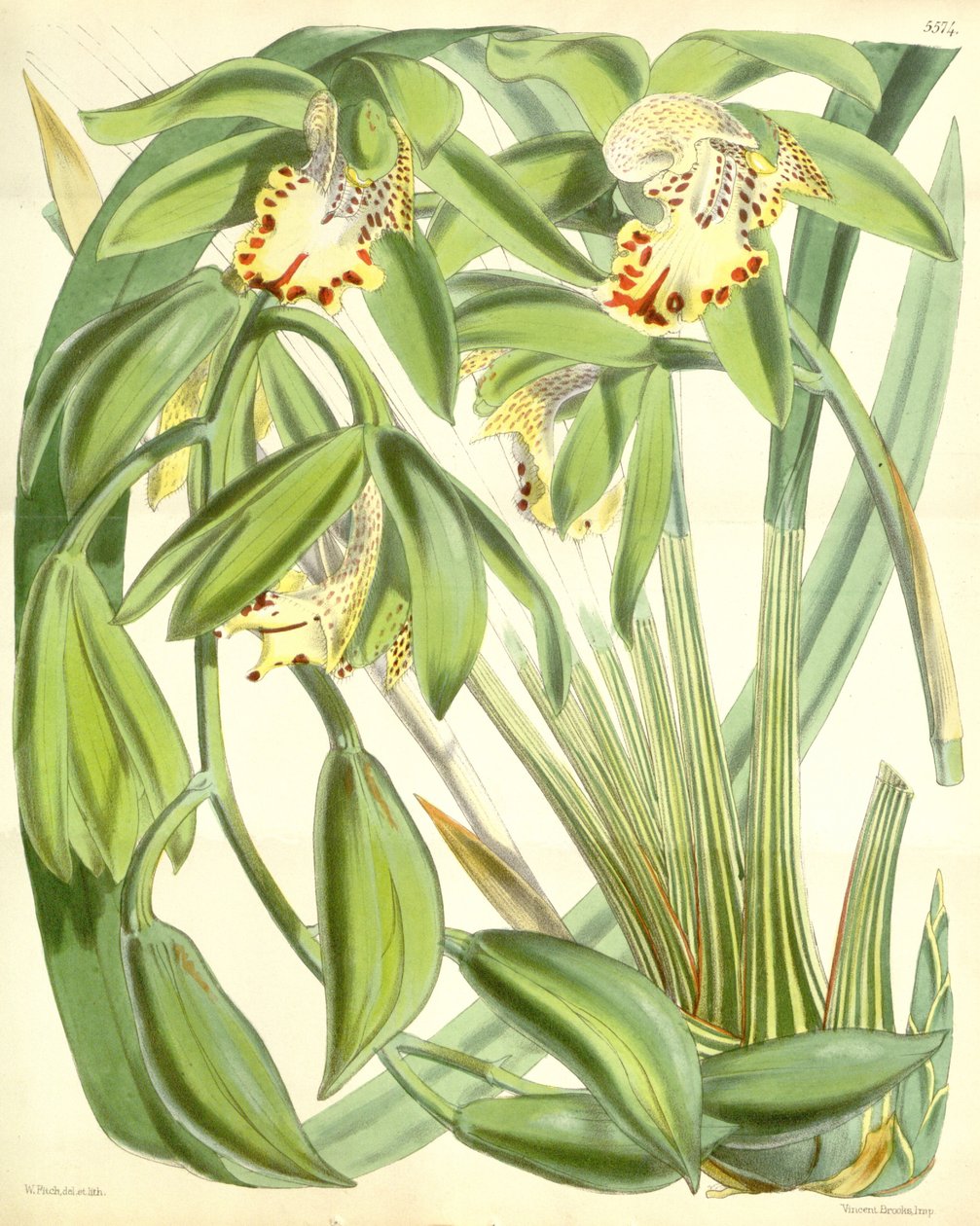 Cymbidium hookerianum door Walter Hood Fitch
