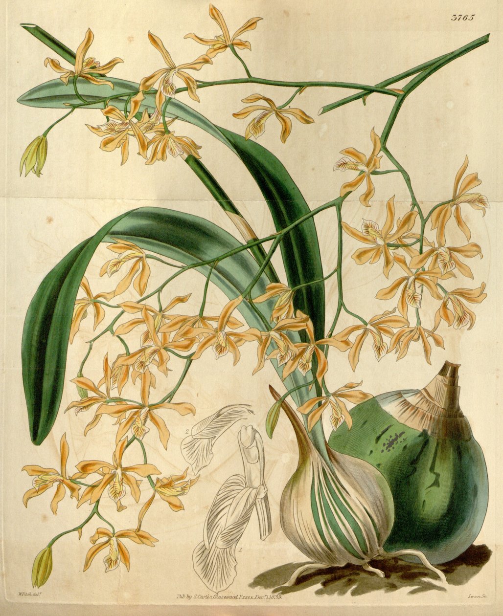 Encyclia candollei door Walter Hood Fitch