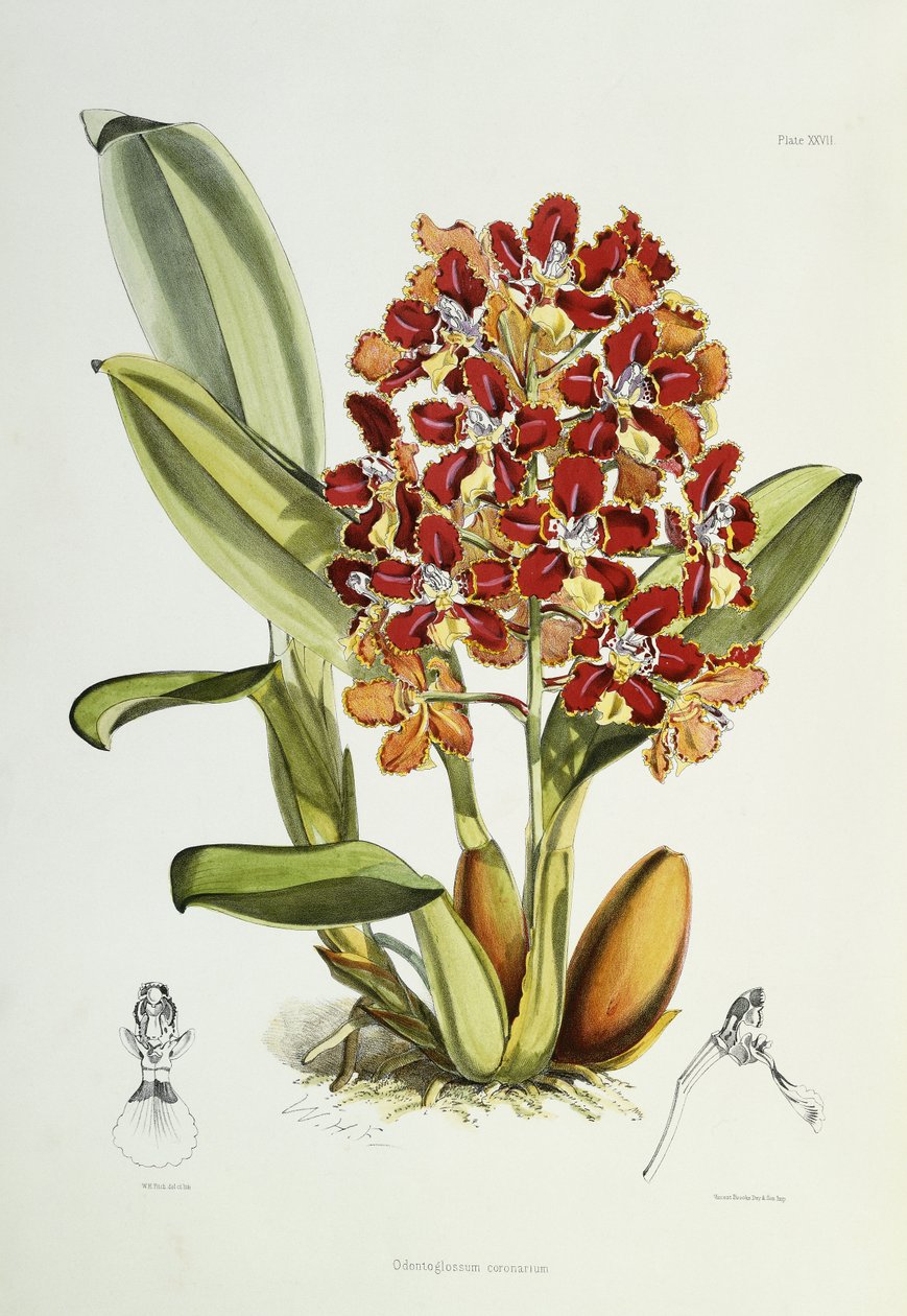 Odontoglossum coronarium, 1864-1874 door Walter Hood Fitch