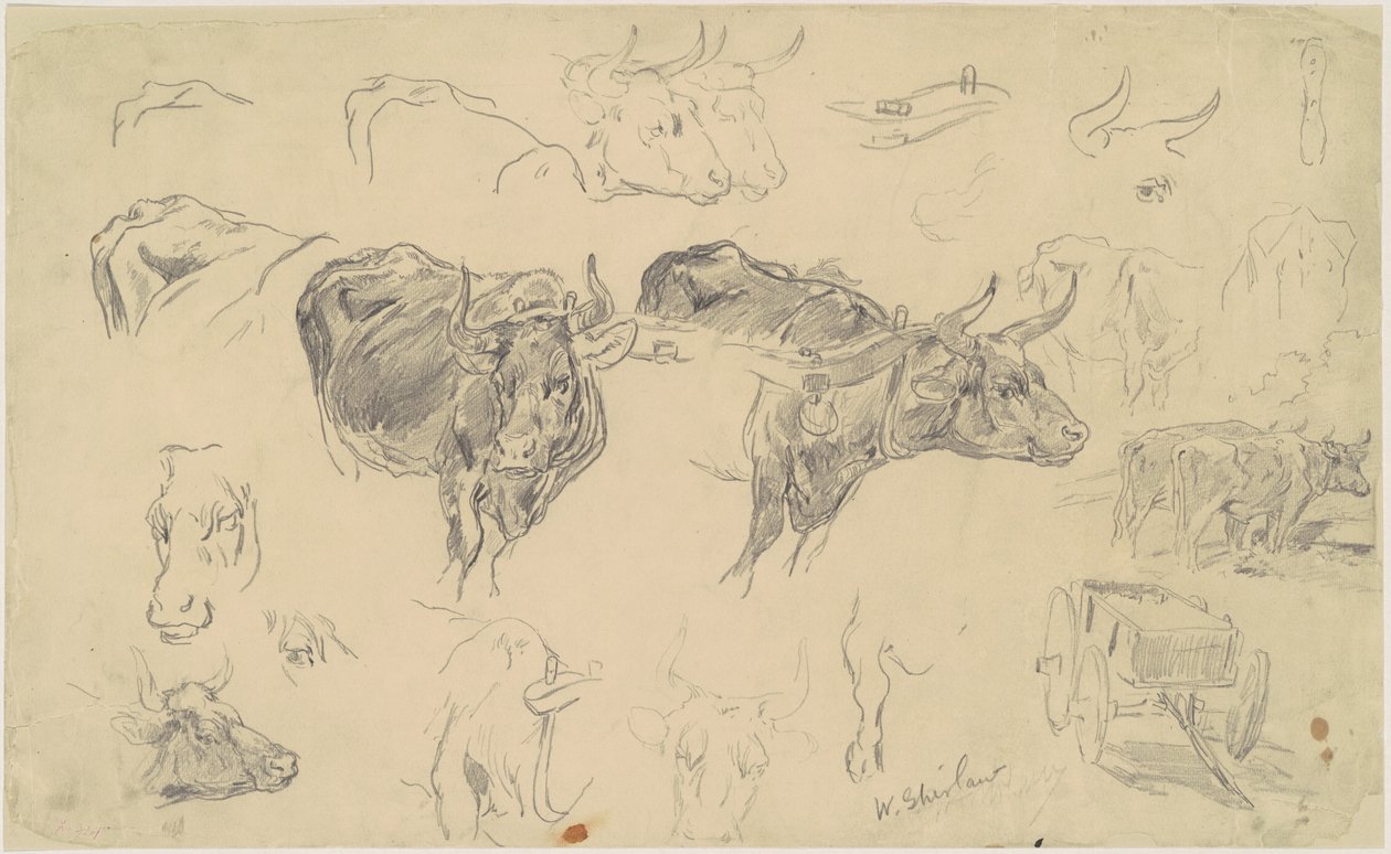 Studies van ossen door Walter Shirlaw