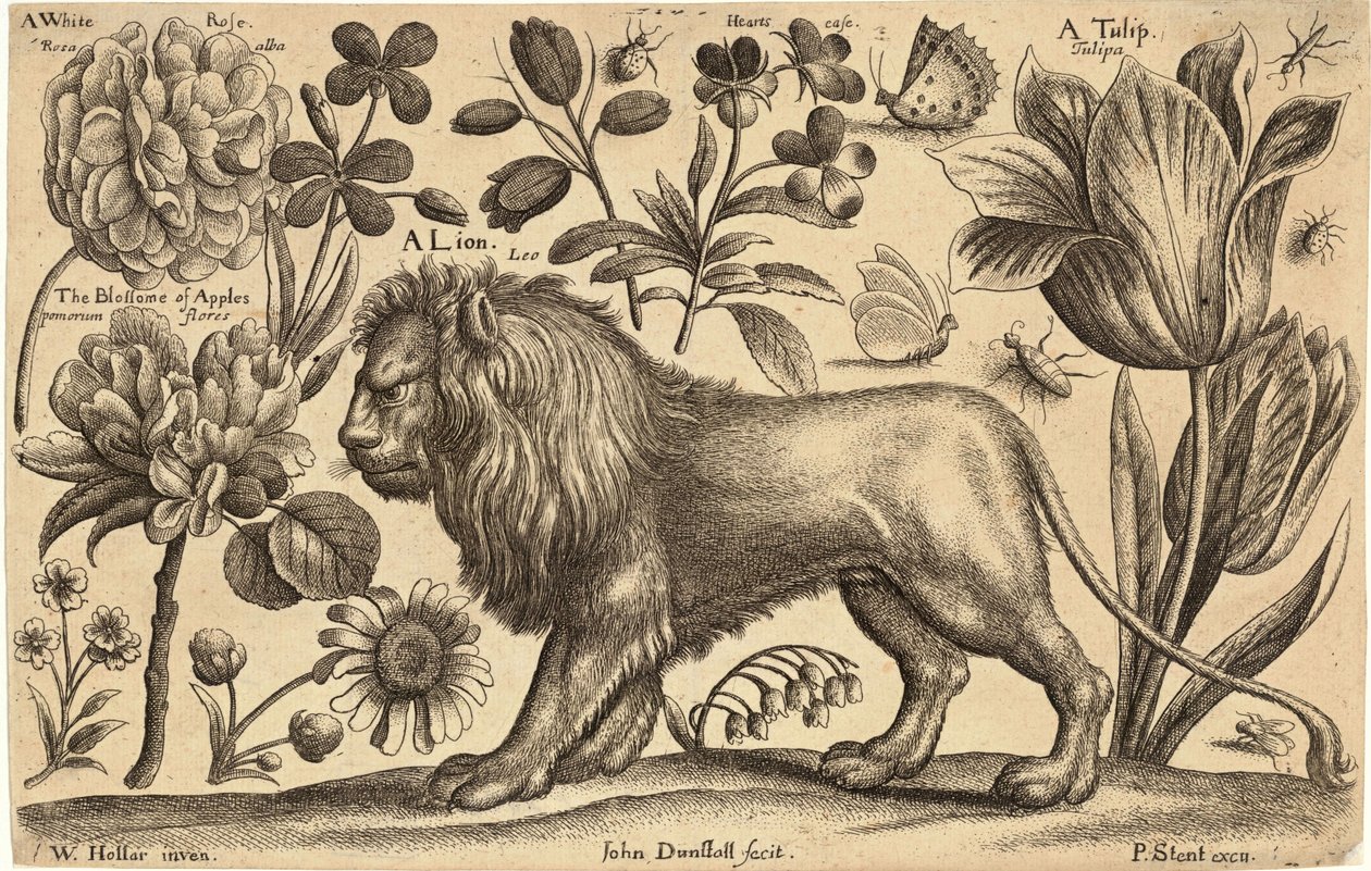 Leeuw en tulp door Wenceslaus Hollar