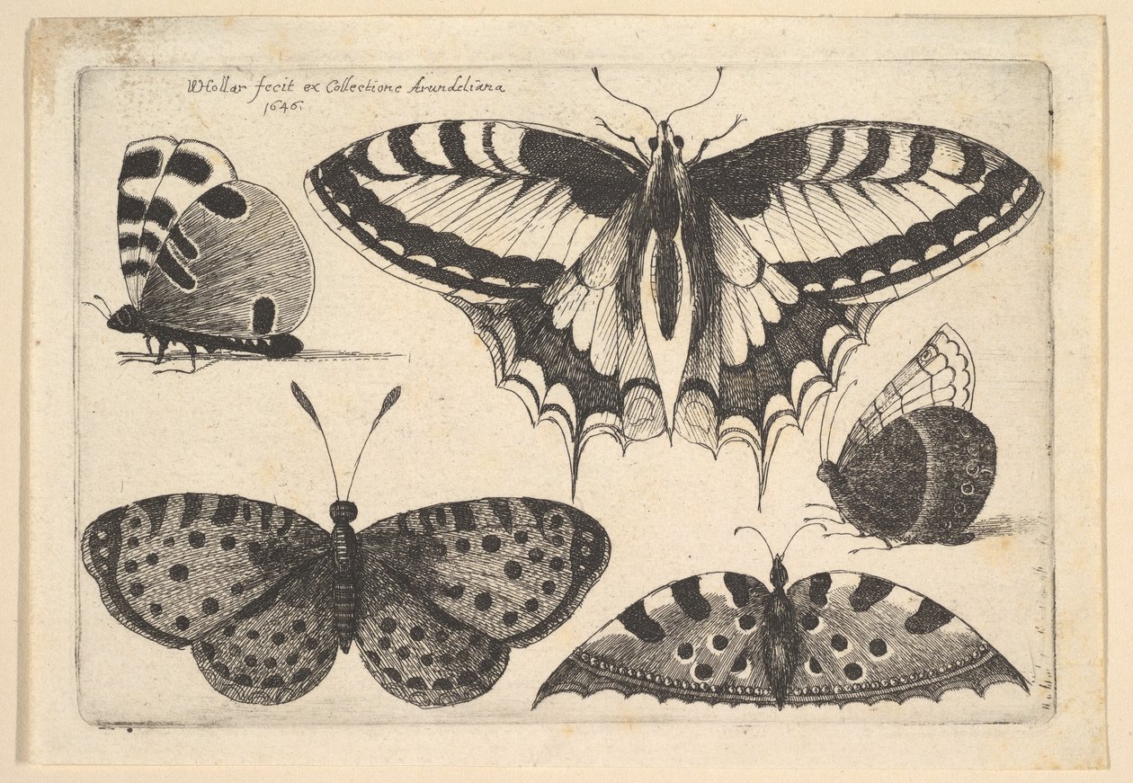 Vijf vlinders door Wenceslaus Hollar